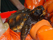Oiled Wildlife Response