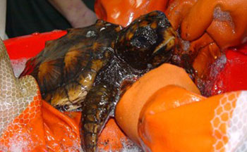 Oiled Turtle